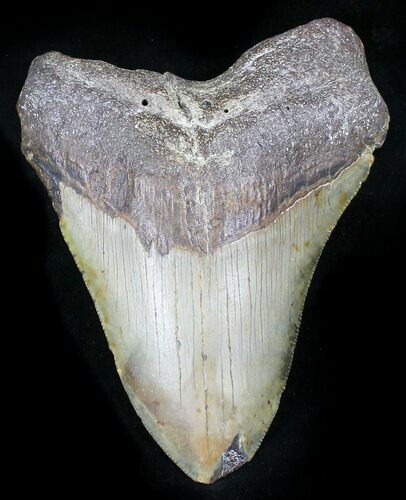 Bargain Megalodon Tooth - North Carolina #26032